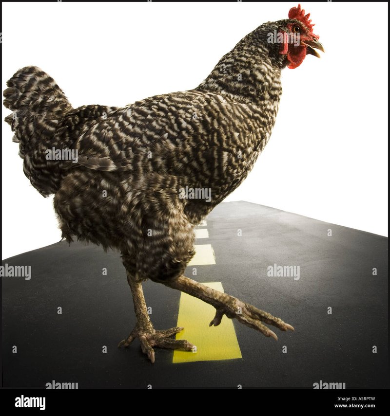 Guide de chicken road casino