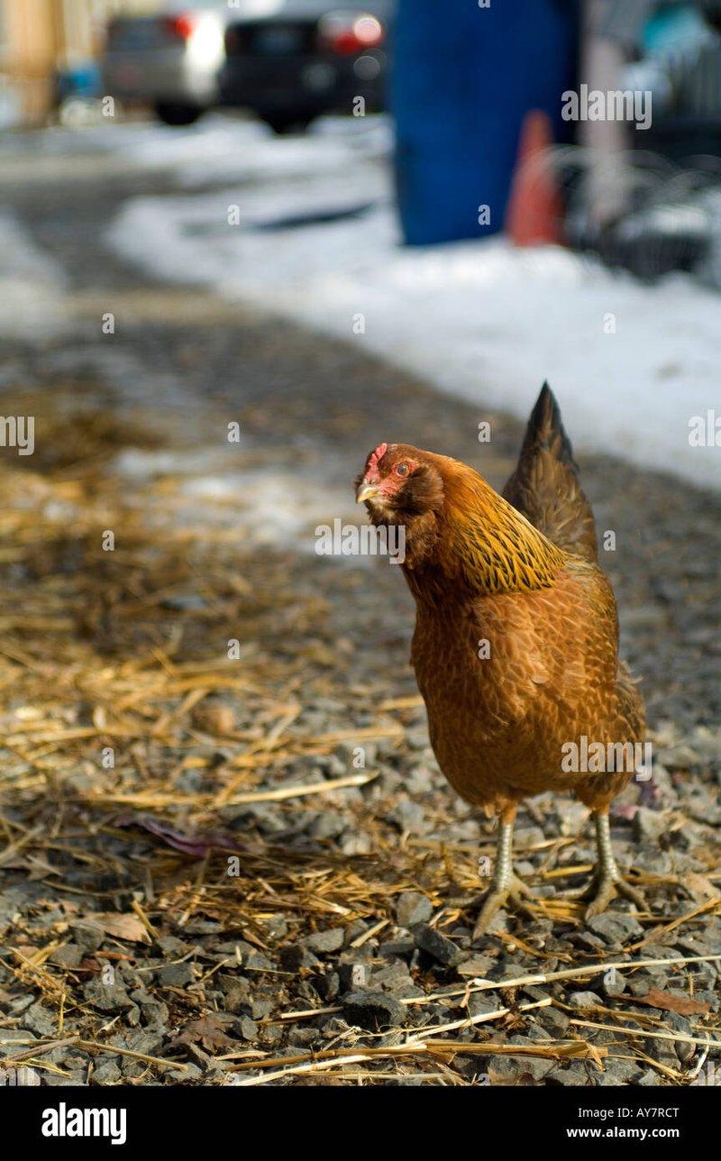 Chicken road game, chicken road gokkast